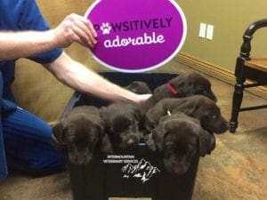 Puppies in a plastic container