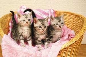 Kitten in a bamboo basket