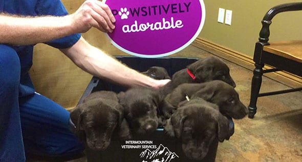 pawsitively adorable pawsitively adorable