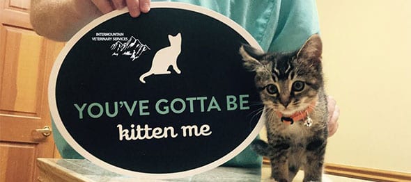 you've gotta be kitten me you've gotta be kitten me